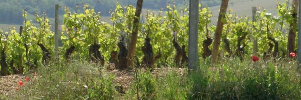 Wein in Pouilly-Fuisse